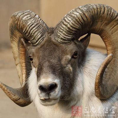 盘羊肺