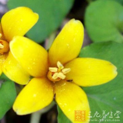 鲜连钱草、野菊花各250克。加水煮沸，乘热反复擦洗患处