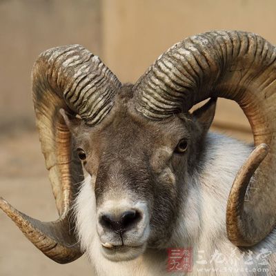 盘羊角_中药百科_养生百科_三九养生堂