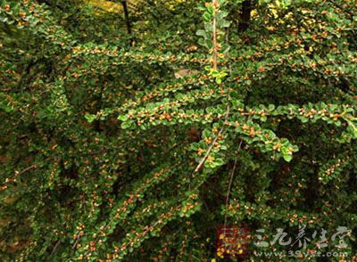 红子根的药用价值与应用