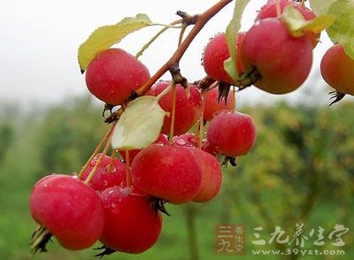 海棠含有大量的營(yíng)養(yǎng)物質(zhì)，如糖類(lèi)、多種維生素