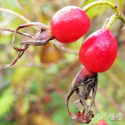 刺莓果的药用价值与应用