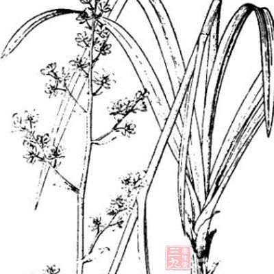 小天蒜的药用价值与应用