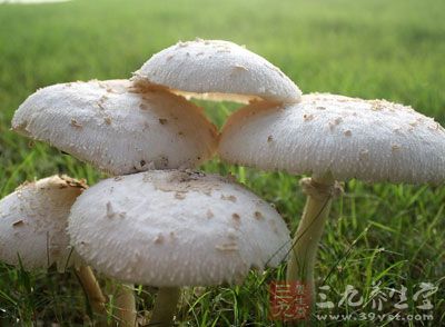 蘑菇不可以多吃吗