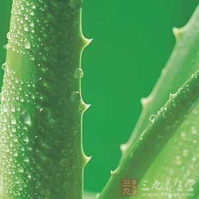 芦荟具有祛痘淡化痘印的功效