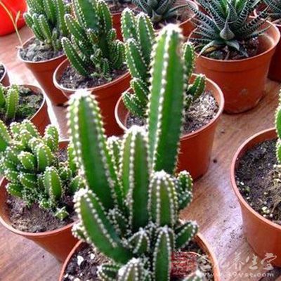 仙人掌科(Cactaceae)是被子植物門、雙子葉植物綱、石竹亞綱、石竹目的一科