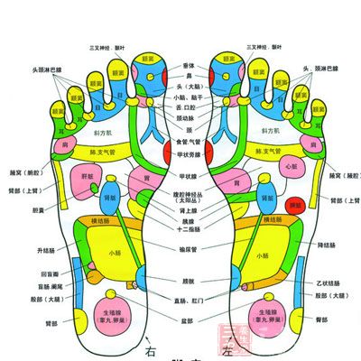 太阳神经丛:位于双脚脚底二三趾脚掌骨关节下方