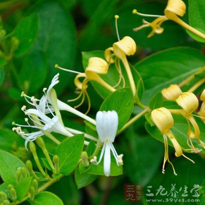 常用药：金银花、野菊花