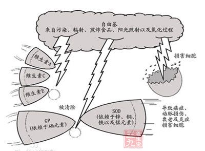 身体内的自由基一旦过量，就会产生很强的氧化作用而侵害体内细胞，造成衰老、皮肤黑斑、过敏及心血管疾病