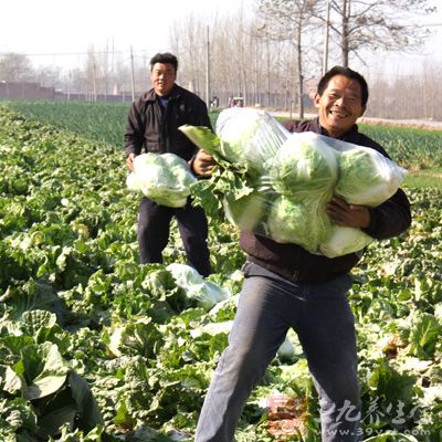 农业部启动菜篮子 建蔬菜生产信息监测网络(