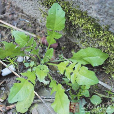 亦可適當(dāng)吃些薺菜等野菜