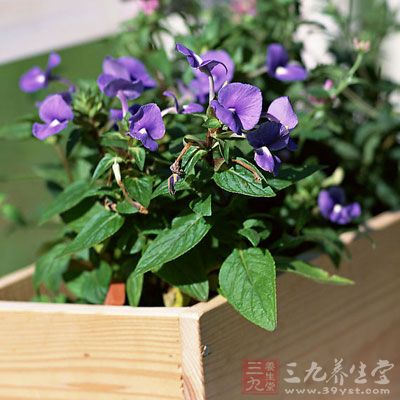 绿色的植物、明媚的阳光也能加速眼球