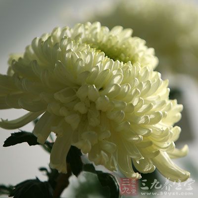 登高賞菊，預(yù)防悲秋