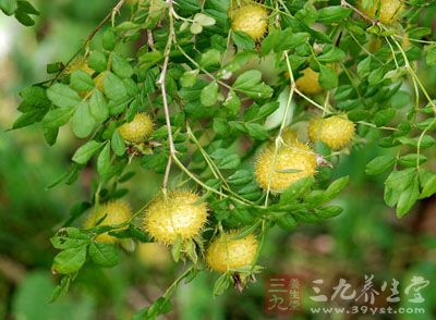 佳食物来源包括:刺梨 佳食物来源包括:刺梨