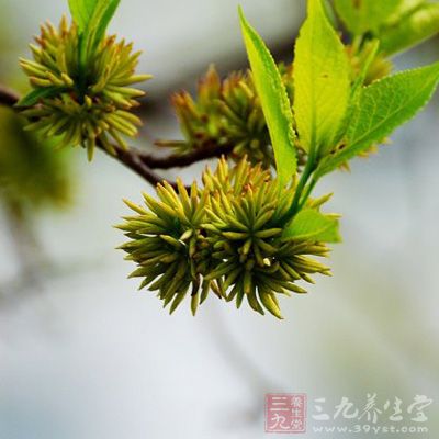 杜仲雄花所含松脂醇双糖甙、桃叶珊瑚甙、绿原酸、多糖等多种活性成份均有降血压、降血脂作用