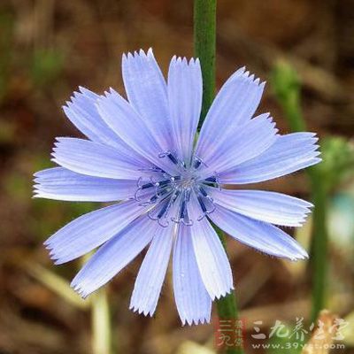 全草含有馬栗樹皮素，馬栗樹皮甙，野萵苣甙，山萵苣素和山萵苣苦素