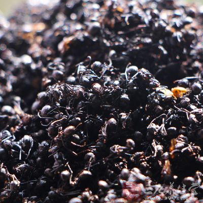黑蚂蚁怎么吃 (6)