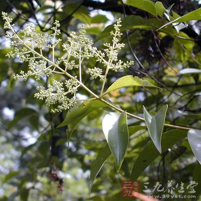 女貞子能顯著抑制高齡鼠腦脂質(zhì)過(guò)氧化產(chǎn)物丙二醛(MDA)的形成