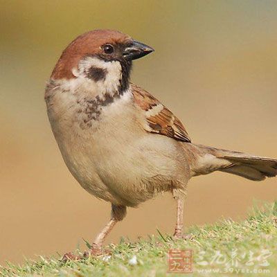 麻雀性味甘温,据本草书记载,能壮阳益精