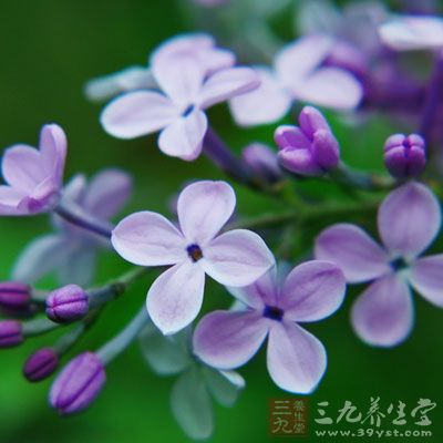 丁香花也能有效止牙疼