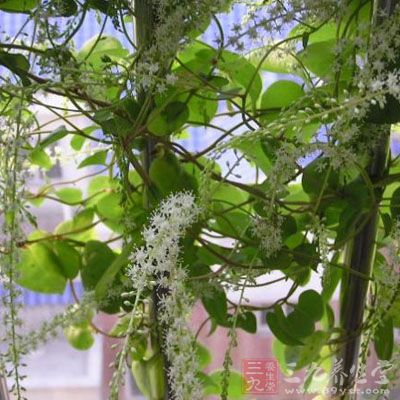 土田七图片图片_土田七图片图片下载