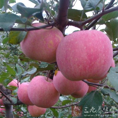 每天吃蘋(píng)果1個(gè)以上可以使結(jié)腸直腸癌、食道癌、喉癌、乳腺癌和卵巢癌等癌癥發(fā)生危險(xiǎn)降低9%～42%