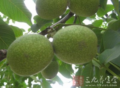 核桃青龙皮_中药百科