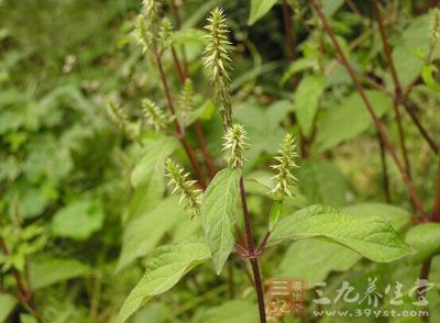 来源   为苋科牛膝属植物土牛膝,以根(土牛膝)或全草(倒扣草)入药.