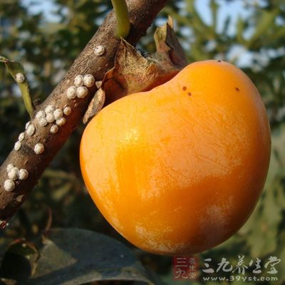 河北、山東一帶出產(chǎn)的蓮花柿、鏡面柿