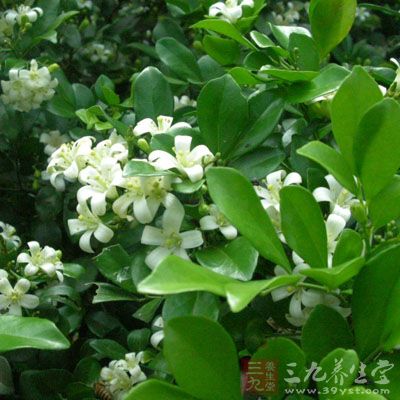 九里香的药用价值与应用