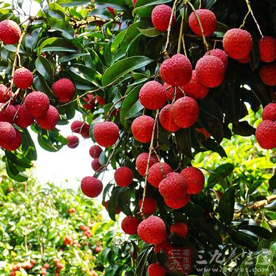 大量食用荔枝可能会导致胎儿比较大，容易引发难产、滞产等状况，所以孕妇食用荔枝必须适量