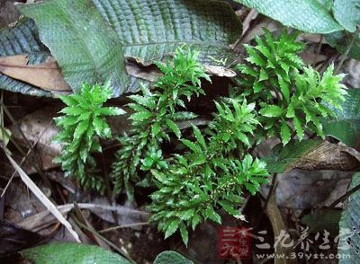 千金虫,刘果奴,矮罗汉,狗牙菜(《湖南药物志》),金不换,金锁匙,横纹草