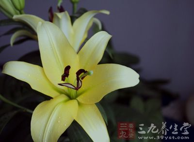 百合的品種很多，都是屬于百合科的草本植物，早產(chǎn)于中國