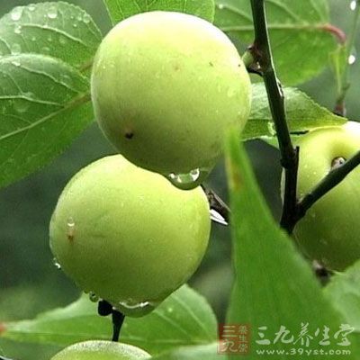 鮮食有生津止渴、增進(jìn)食欲、殺菌解毒、凈化血液、增強(qiáng)肝臟功能、預(yù)防高血壓和腦溢血及抑制多種腫瘤等功效