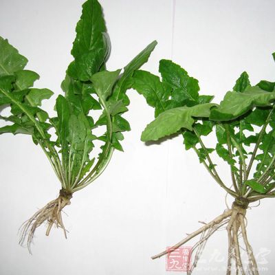 散葉薺菜又叫百腳薺菜、慢薺菜、花葉薺菜