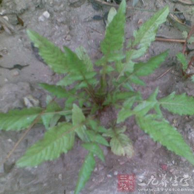 要挑選不帶花的薺菜