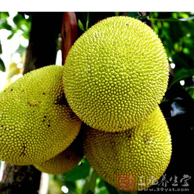 菠萝蜜是世界上重的水果，一般重达5-20kg，重超过50kg