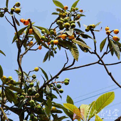 香花枇杷也是作砧木的接穗品种的光合作用能力高