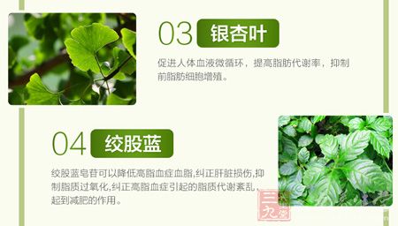 银杏叶和绞股蓝 银杏叶和绞股蓝