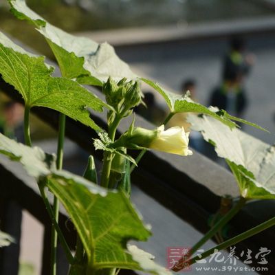 秋葵干花可開發(fā)為保健花茶