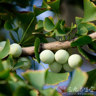 银杏制剂可治家畜劳伤吊鼻、肺痈咳喘、肺虚咳嗽、尿淋尿血、母畜白带等症