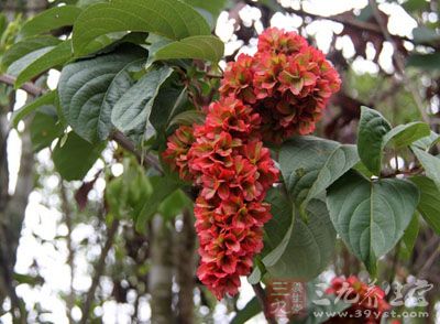 【别名】水八角,金蝉脱壳,红耗儿,酸草果,腰包花,化血丹(《云南中