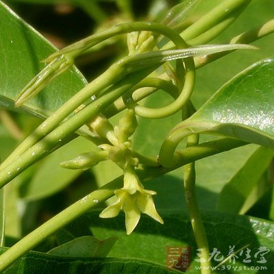 古钩藤的药用价值与应用_活血药_中药图典