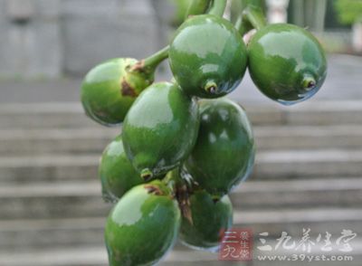 檳榔樹(學(xué)名：Areca catechu)又稱賓門、檳楠、大白檳、仁頻、仁榔、洗瘴丹、仙瘴丹、螺果，是棕櫚科(Palmae)植物等