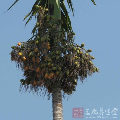 檳榔是棕櫚科植物檳榔的種子，原稱仁頻、賓門(mén)