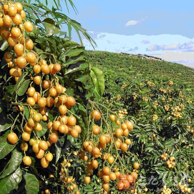 把處理好的黃皮拿到陽(yáng)光底下曬到八成干