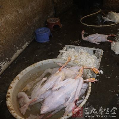 海口琼山区一私宰点被查 拔毛鹅在脏水里清洗