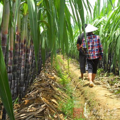 甘蔗中碳水化合物的含量很高，碳水化合物为人体补充热能，防治低血糖