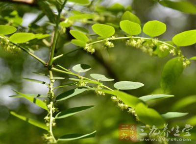 青灰叶下珠图片