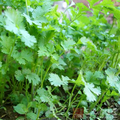 香菜适用于感冒、小儿麻疹或风疹透发不畅、饮食积滞、消化不良等症状